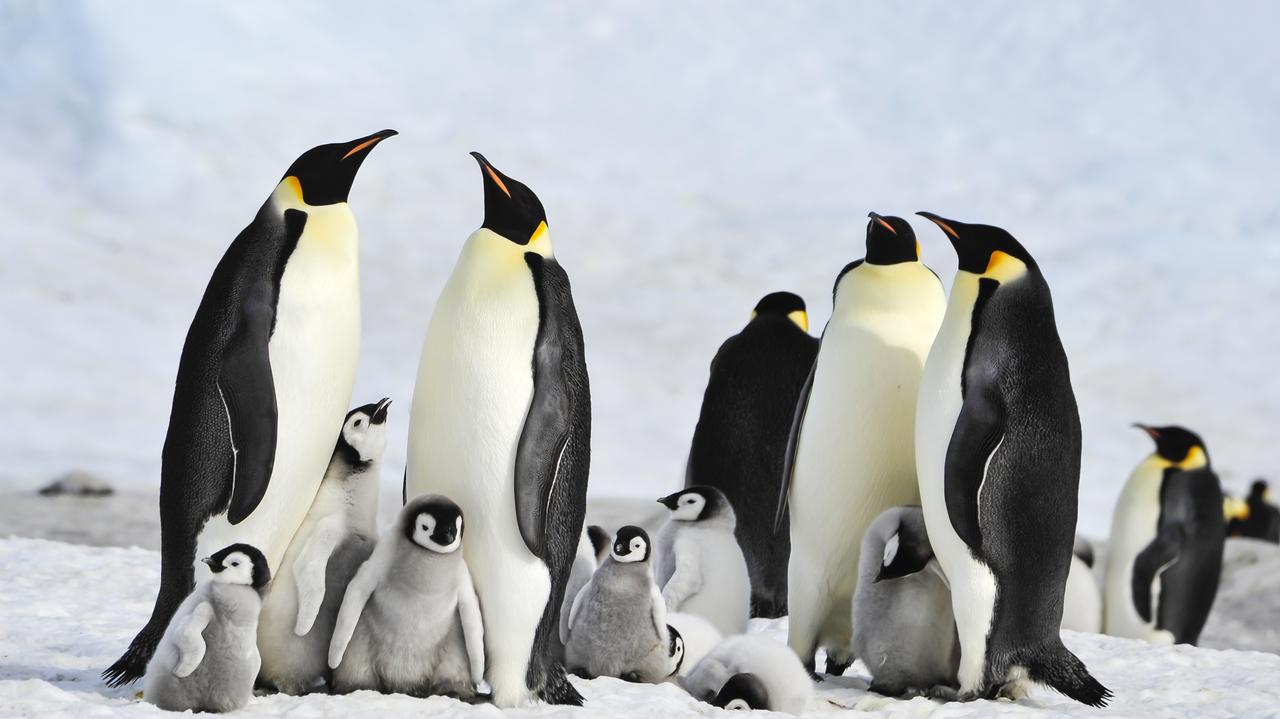 Gdy są nagie i bezbronne, lód łamie im się pod nogami