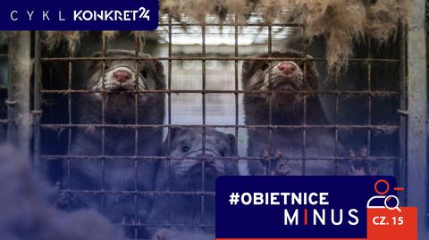 Prezes PiS za zakazem hodowli zwierząt futerkowych. "To jest tragedia"