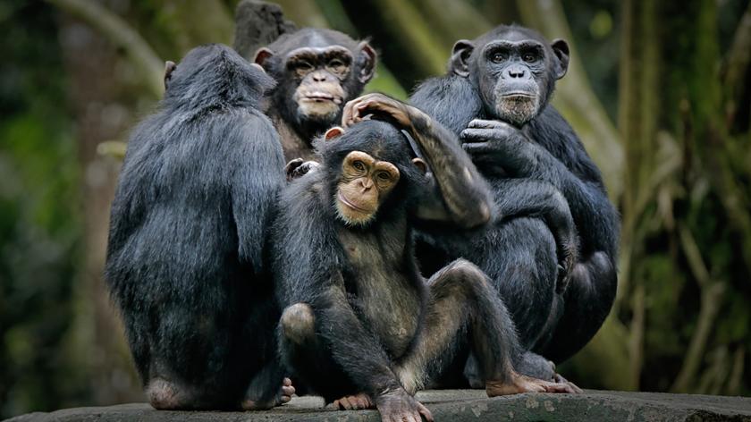 23.04.2015 | USA: dwa szympansy staną przed sądem. Będą walczyć o wyjście z klatek