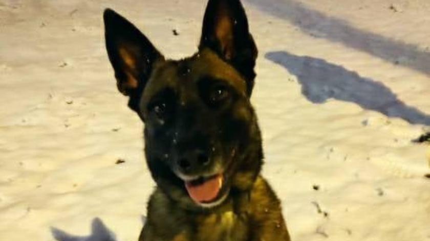 Policjanci szukają psa policyjnego o imieniu Zara