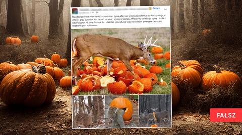 Ananas zamiast dyni. Nowa moda na Haloween