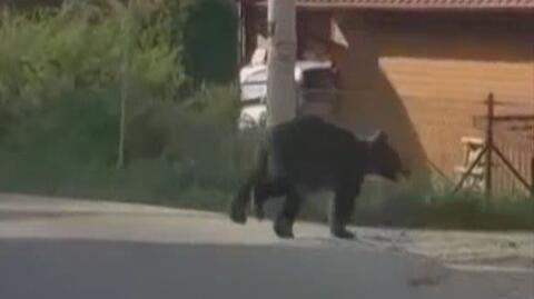 Niedźwiedź na ulicach Nowego Sącza
