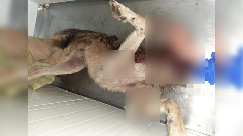 Truchło psa zostało odnalezione nad Odrą w rejonie Bytomia Odrzańskiego