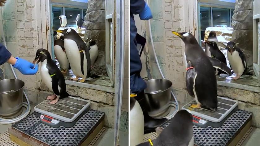 Kolejka pingwinów na ważenie. Pełna kultura