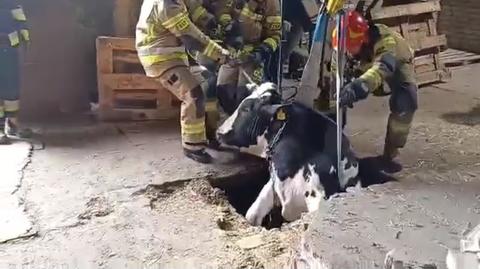 Młody byk wpadł do dziury, uratowali go strażacy (materiał z 27.03.2023) 