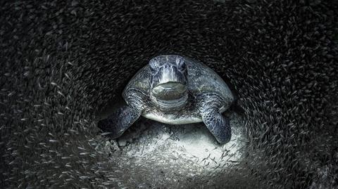 Zdjęcia nagrodzone w konkursie Ocean Photographer of the Year 2021