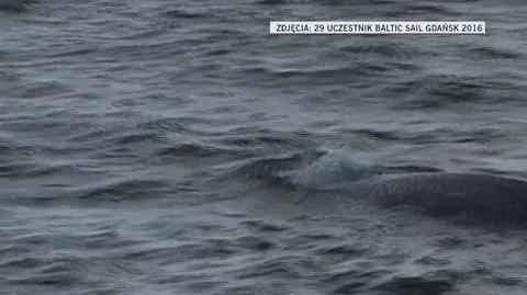 Wieloryb w Zatoce Gdańskiej 