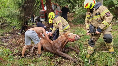 Strażacy uratowali pięć koni, które utknęły w bagnie