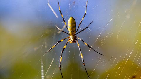 Pająk z gatunku Trichonephila clavata