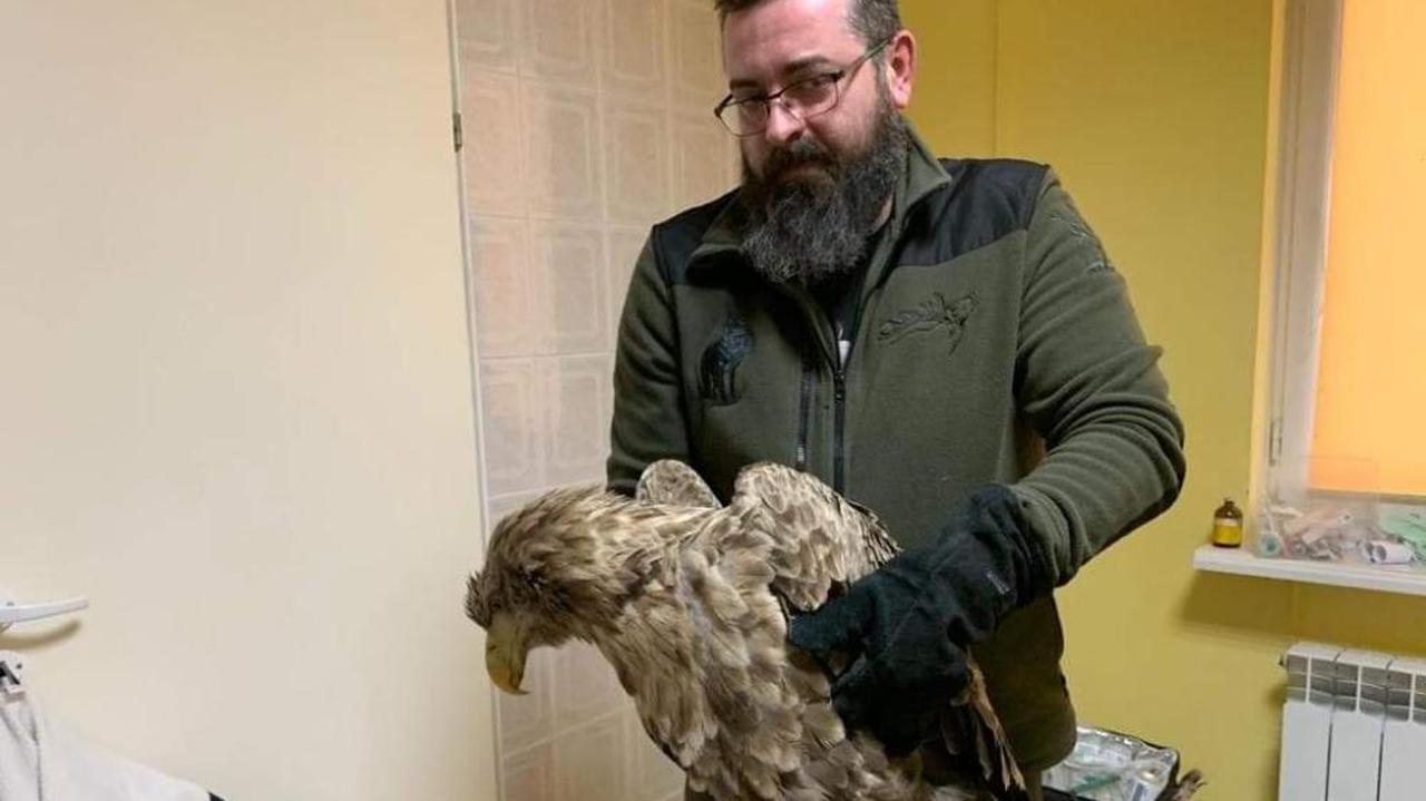 Pogorzel Wielka. Znaleziono rannego bielika TVN24