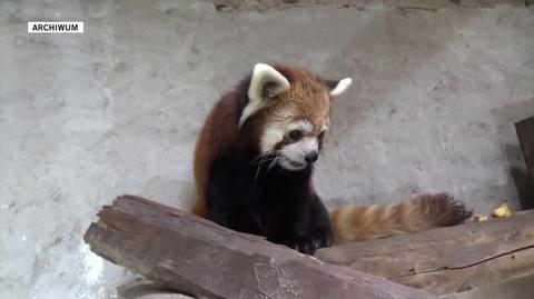 Panda czerwona na nagraniu ilustracyjnym