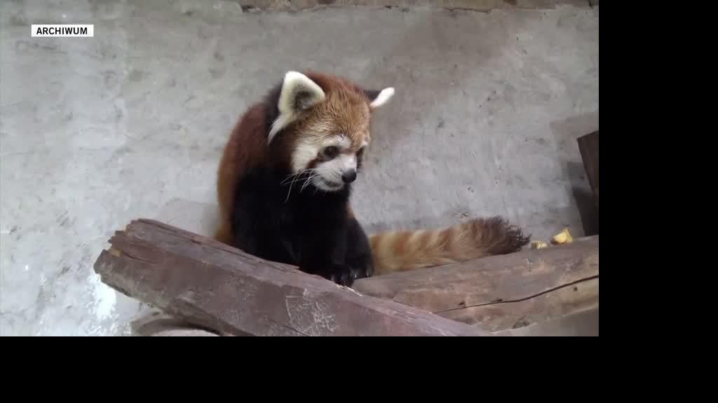  red pandas