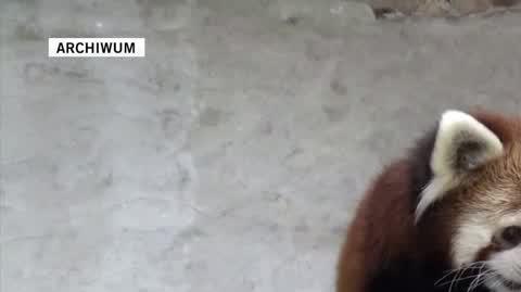  red pandas