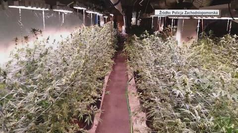 Produkcja marihuany w stodole. Czarnorynkowa wartość to ponad milion złotych