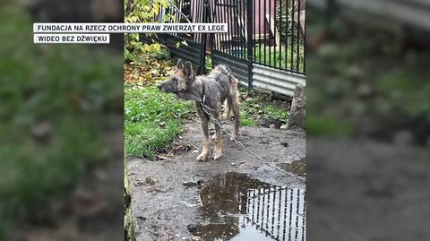 Zaniedbana Kira została odebrana właścicielce. Sprawę bada policja