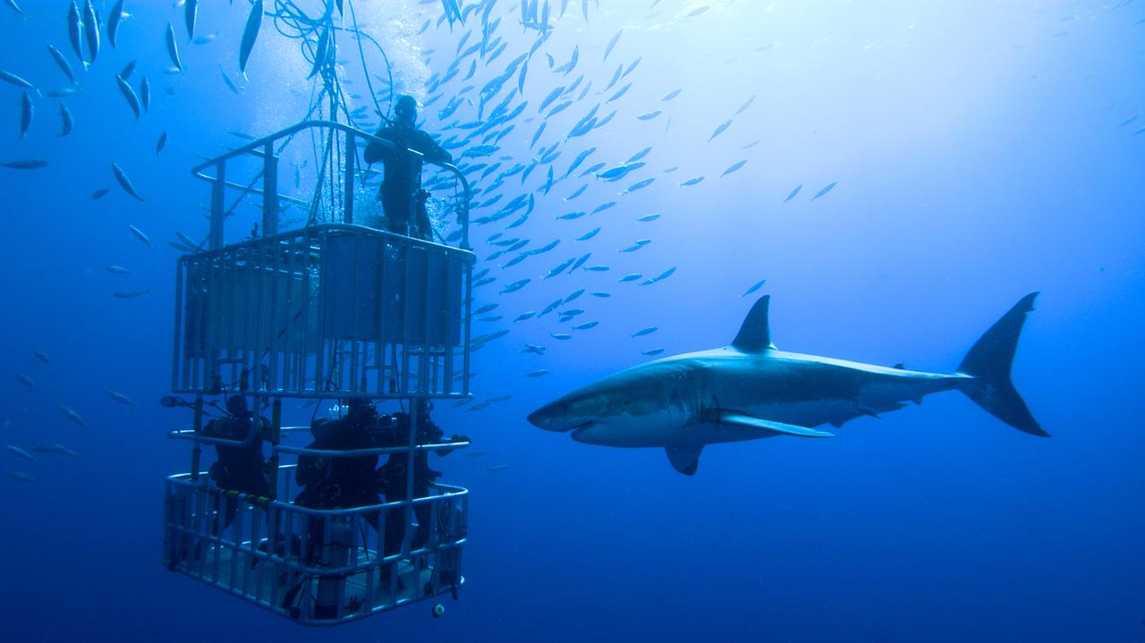 Meksyk zakazał nurkowania z rekinami. Było to bardzo popularne wśród turystów
