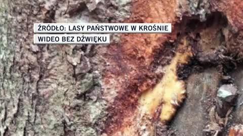 gwozdzie 