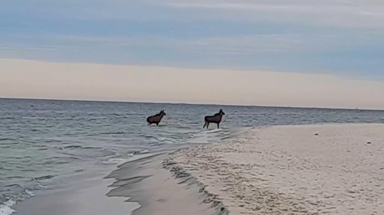 Niecodzienni goście nad Bałtykiem. Łosie weszły do morza