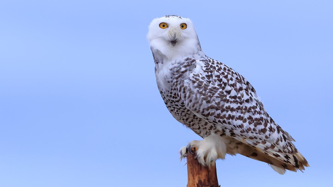 Pojawiły się w Chicago i zleciały się tłumy