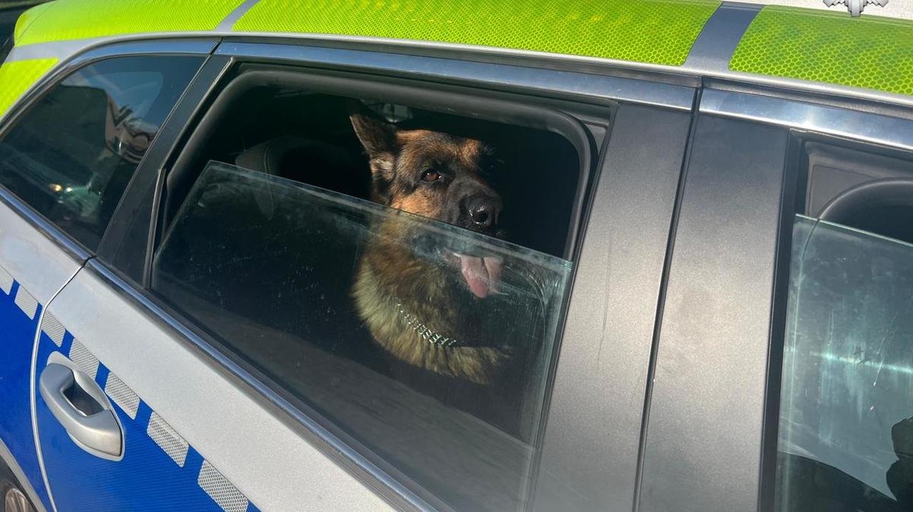 Dwa owczarki same w centrum miasta. "Wskoczyły na tylne siedzenie radiowozu"