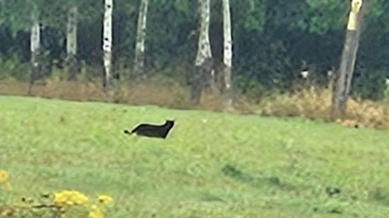Urzędnicy pokazują nagranie i przestrzegają. "Drapieżnik na terenie miasta"
