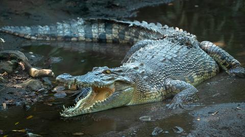 Australijski krokodyl słodkowodny