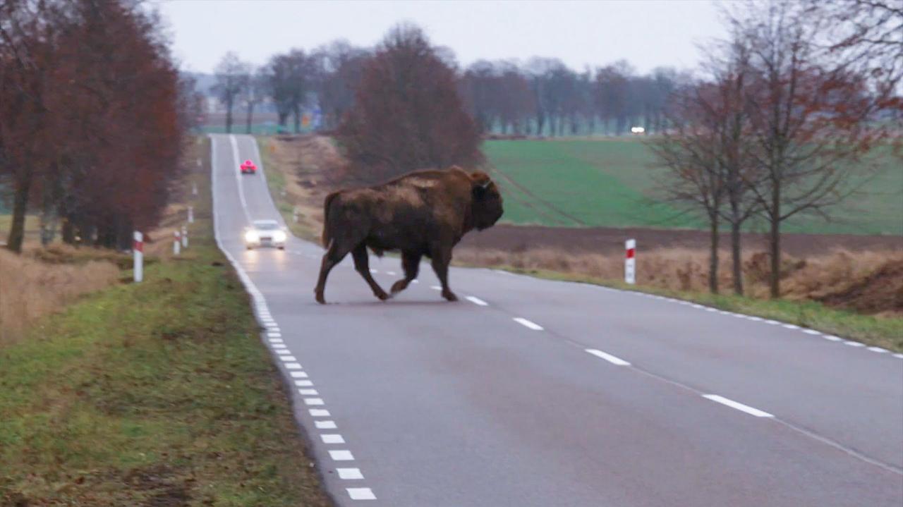 Żubry przebiegły przez drogę. Nagranie