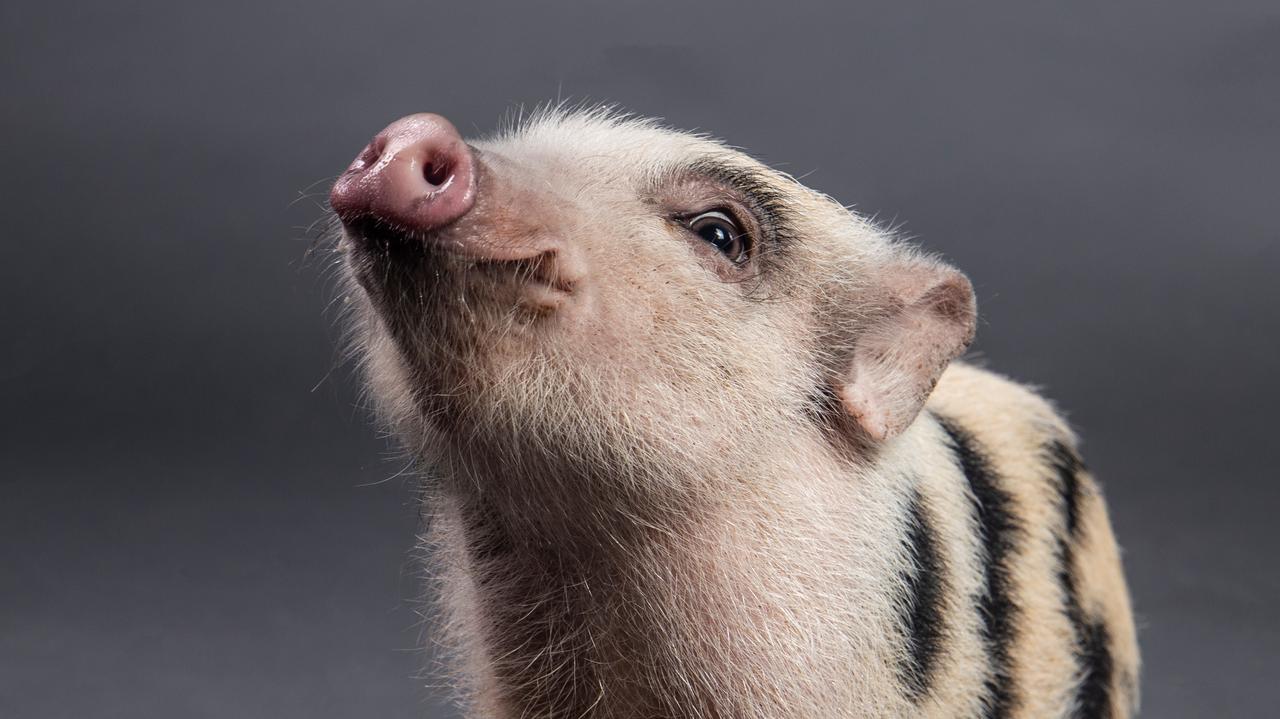 Świnka z okna na piątym piętrze spadła na chodnik