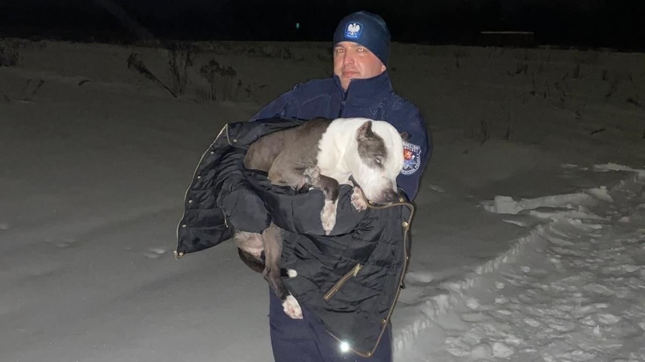 Leżał zziębnięty na polu, policjanci uratowali psa