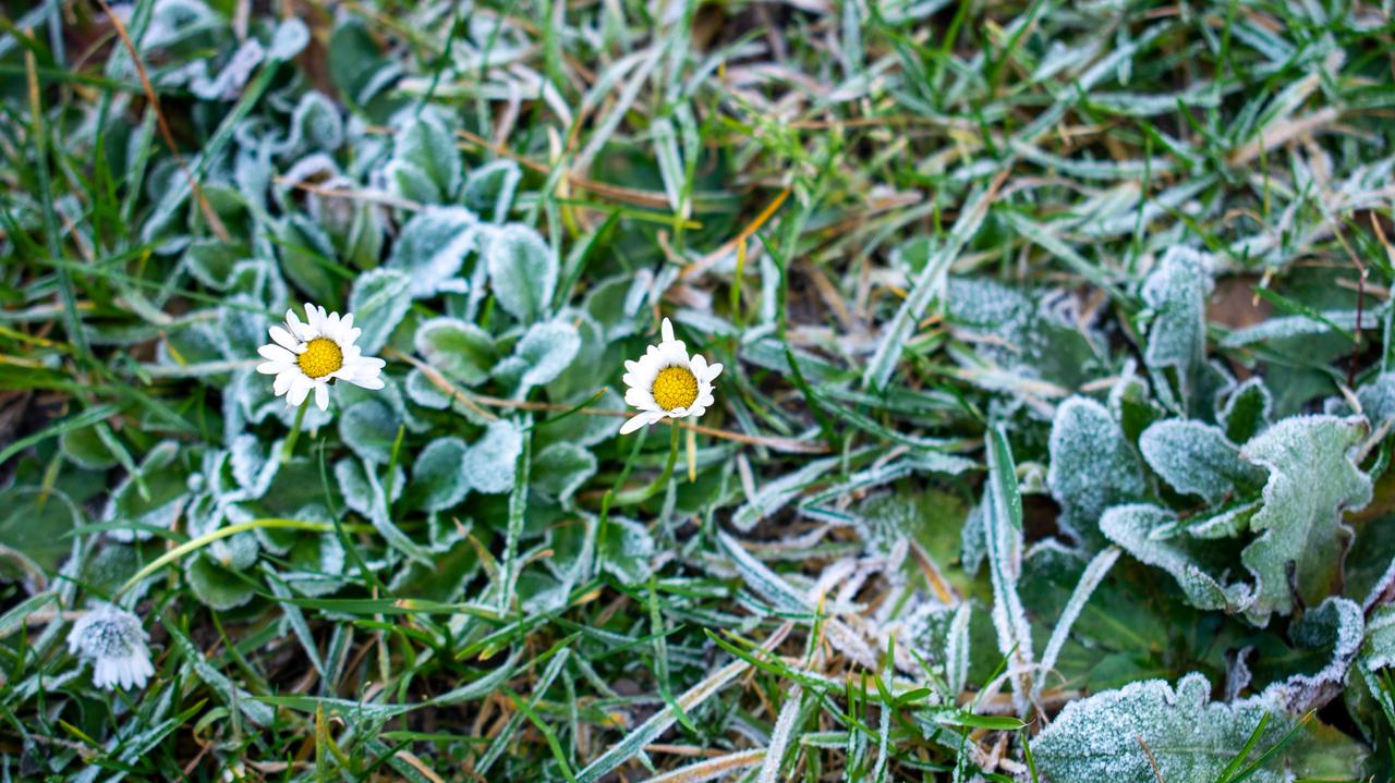 Przymrozki. Wiele regionów z ostrzeżeniami
