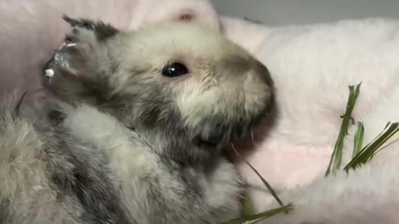 Ktoś skatował królika i obciął mu uszy. Konieczna była amputacja