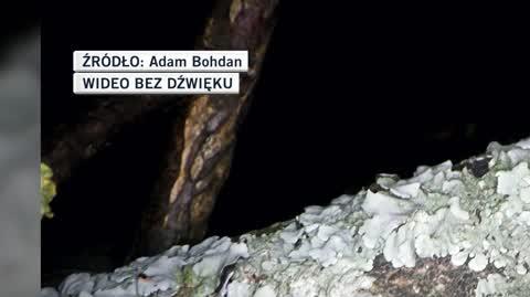 Adam Bohdan 
