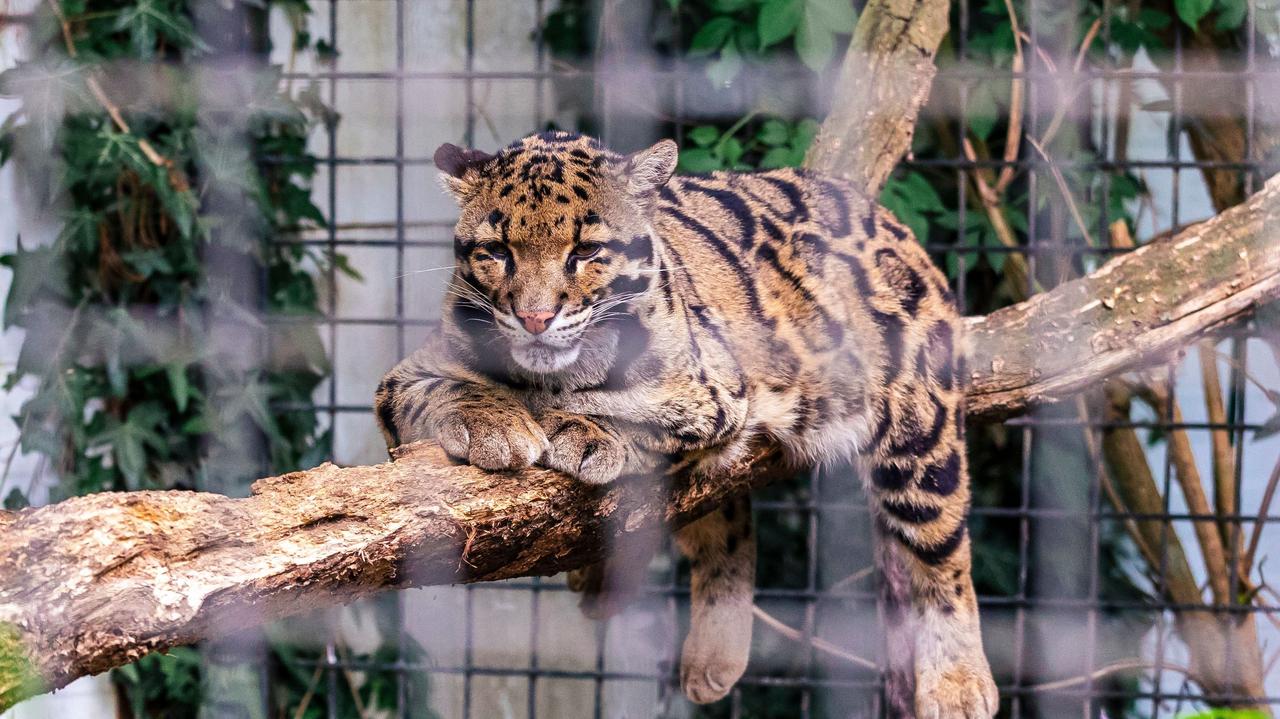Lampart uciekł z wybiegu i zabił pracownika zoo