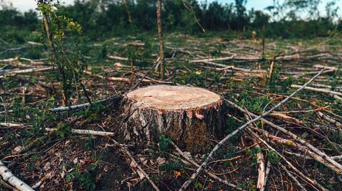 Białystok. RDLP chce, na wniosek ministerstwa, zwiększyć obszar objęty zakazem wycinek drzew. Branża protestuje 