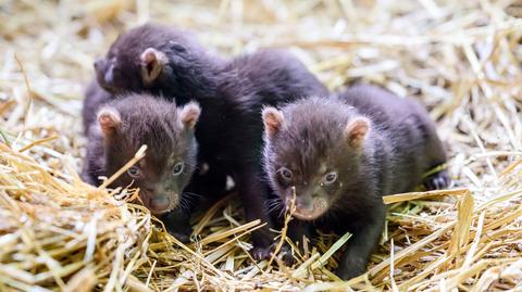 W łódzkim ZOO urodziły się trzy pakożery