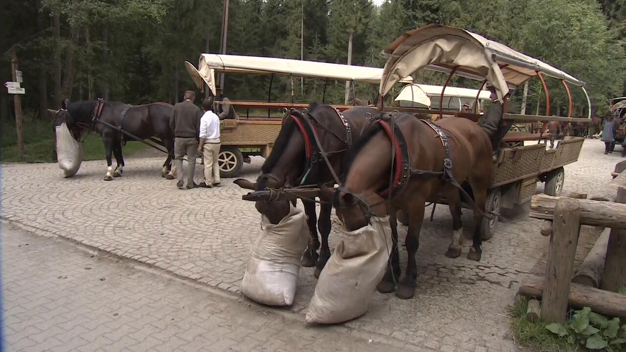 Badają konie z Morskiego Oka. Na zlecenie fiakrów