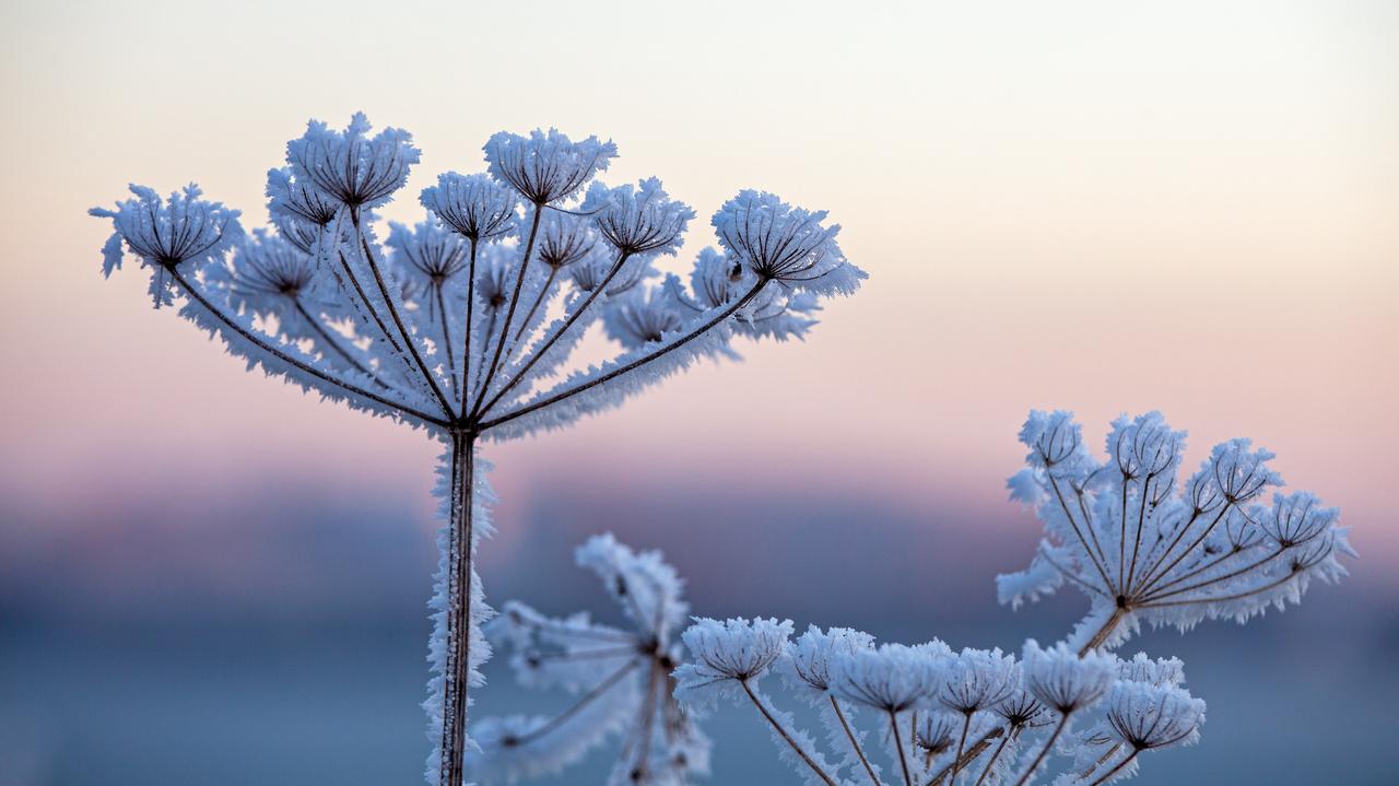 Pogoda na święta. Blokada Rexa urządzi nam Boże Narodzenie. Możliwy dwucyfrowy mróz