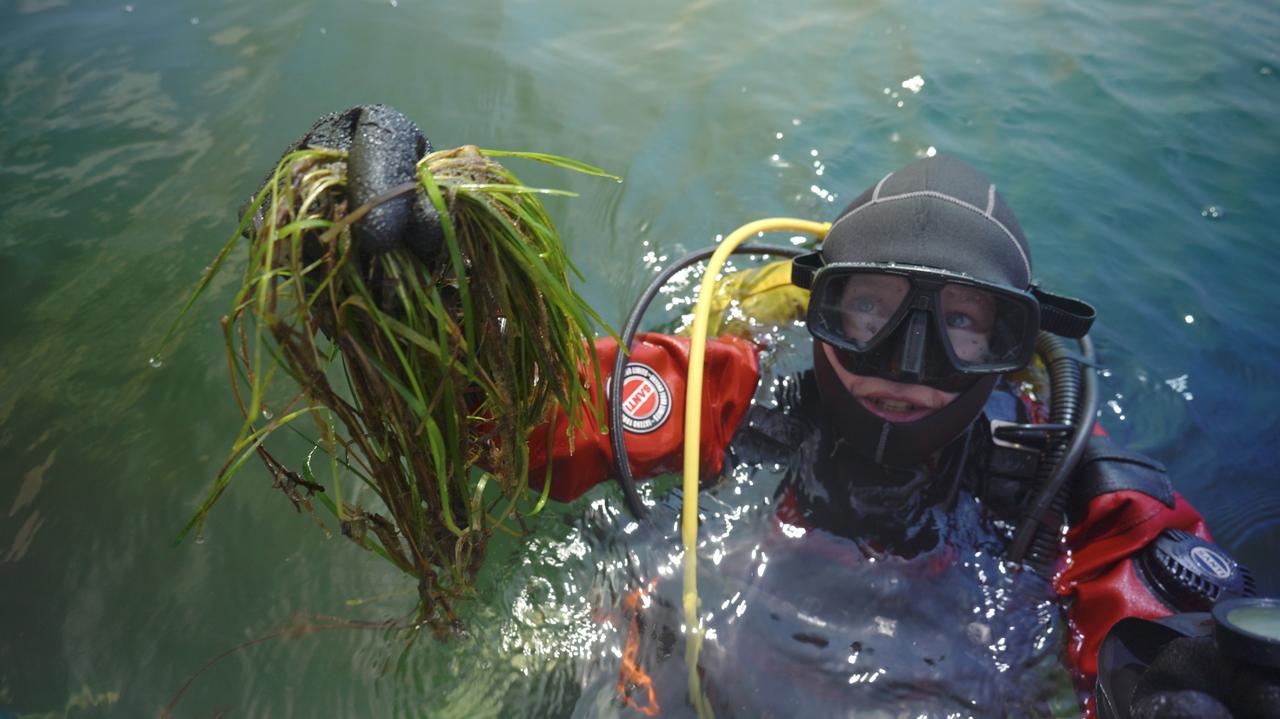 Podwodne łąki praktycznie zniknęły. Jest szansa, iż wrócą