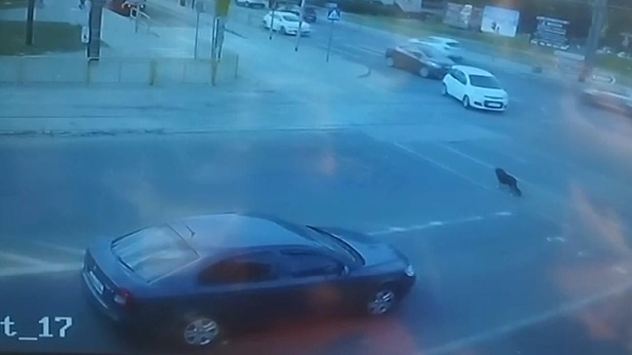 Chciał oddać psa, porzucił go na ruchliwej ulicy. Błąkał się między autami