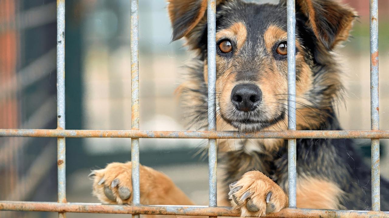 OTOZ Animals: nie możemy zamienić łańcuchów na więzienne kojce