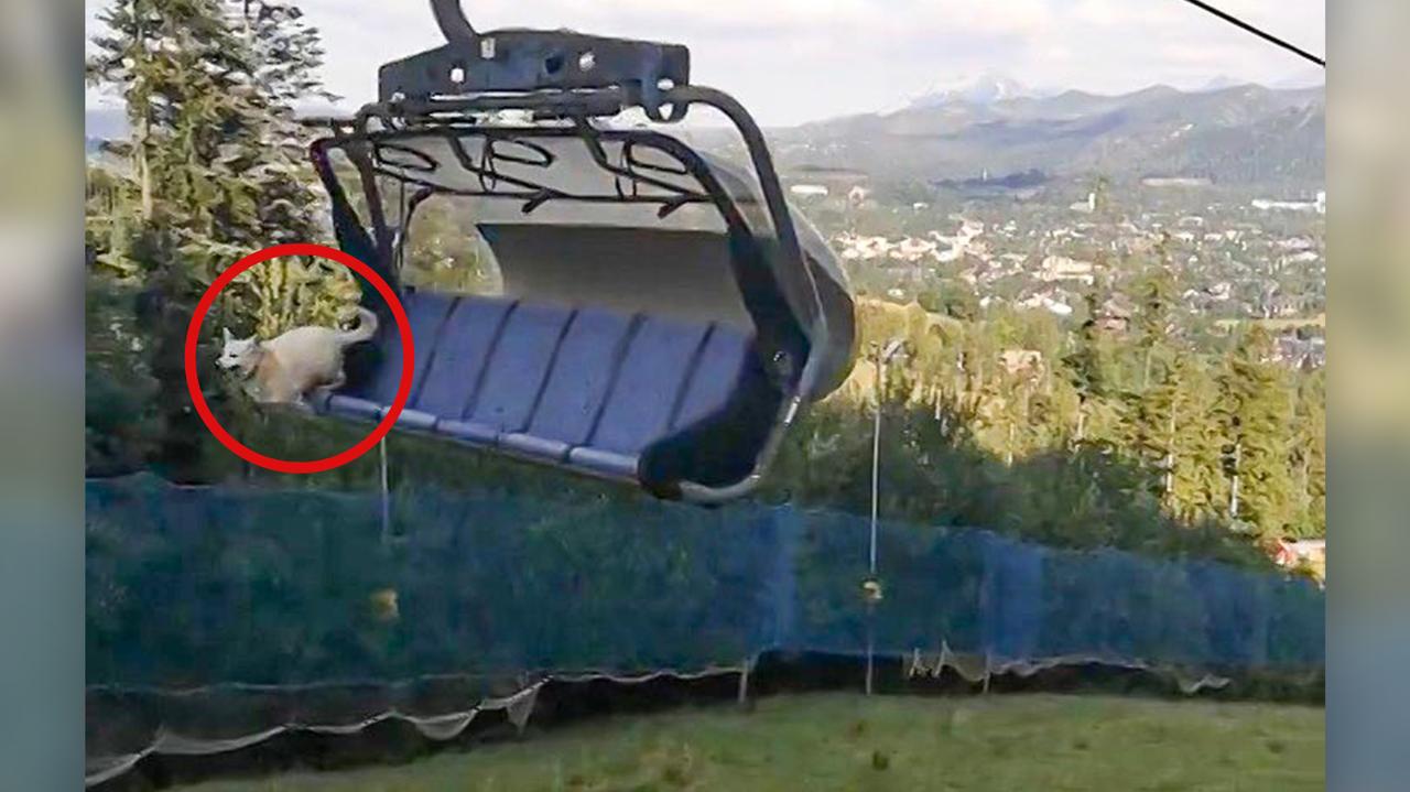 Dramat psa na wyciągu. Nagranie z Zakopanego