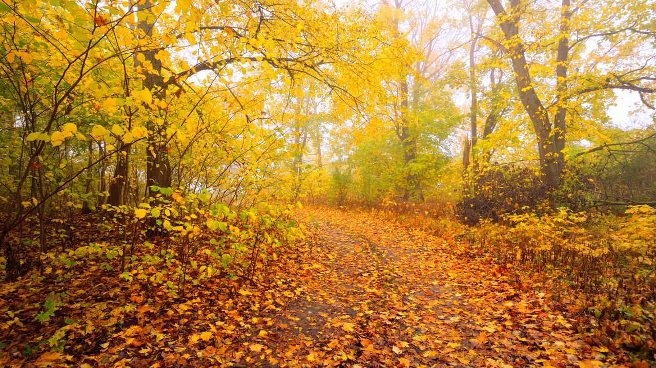 Chciał zdetonować ładunek wybuchowy na terenie miejskiego lasu. Usłyszał zarzuty