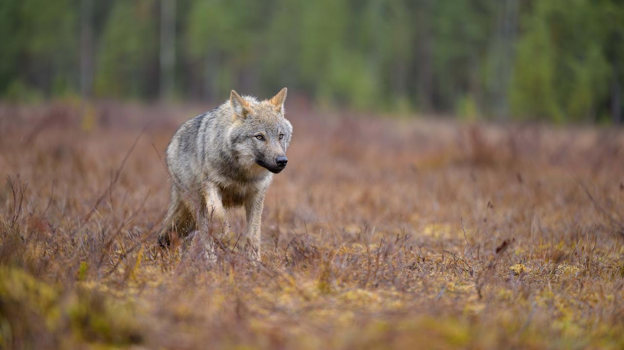 Wilk zabity na polowaniu. Myśliwy stanie przed sądem
