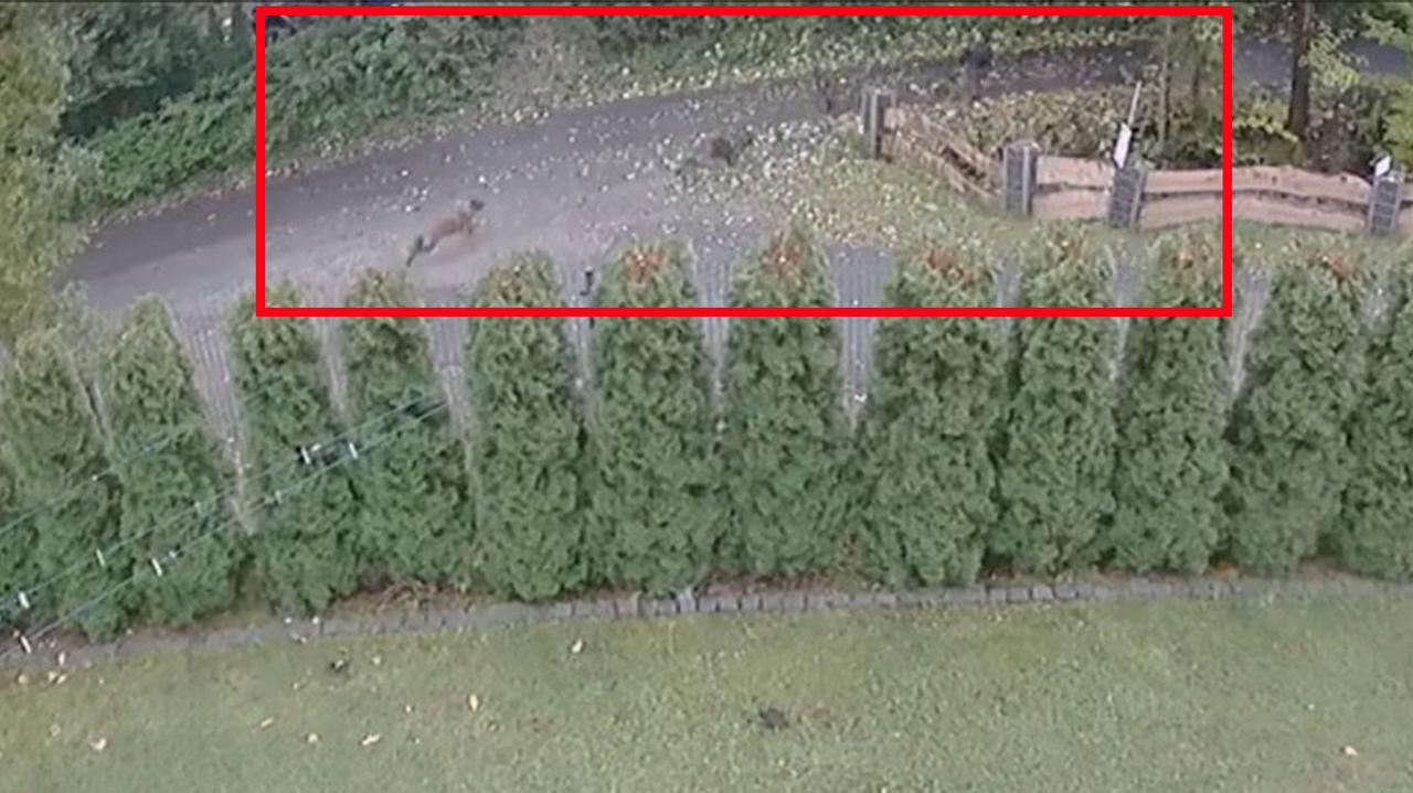 Psy goniły dziecko jadące na hulajnodze, chłopiec wpadł do potoku. Nagranie