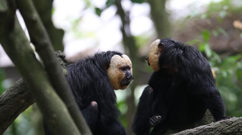 Chiny. Saki białolica i inne zwierzęta w zoo w Kunming