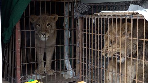 Do poznańskiego zoo trafiły lwy z Odessy i z Kijowa