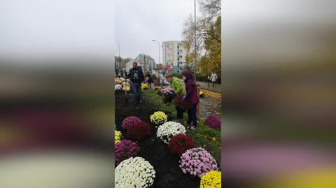W Gryfinie ludzie kupili chryzantemy i sadzą je na głównym miejskim placu