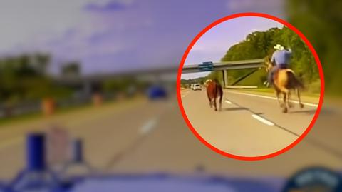 Western na autostradzie. Kowboje ruszyli w pogoń za krową