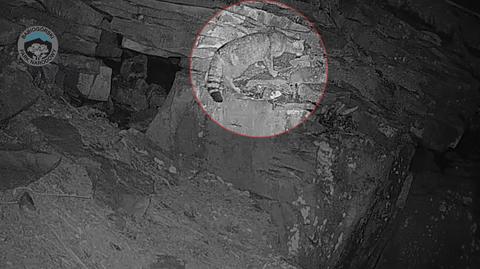 Fotopułapka w Babiogórskim Parku Narodowym uchwyciła żbika. To bardzo rzadki przypadek