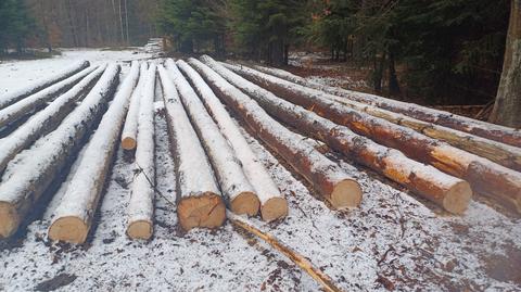 Wycięte drzewa w puszczy na terenie Nadleśnictwa Suchedniów